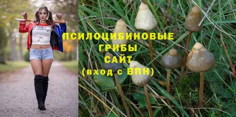 MEGA ССЫЛКА  Вуктыл  Псилоцибиновые грибы Psilocybe 